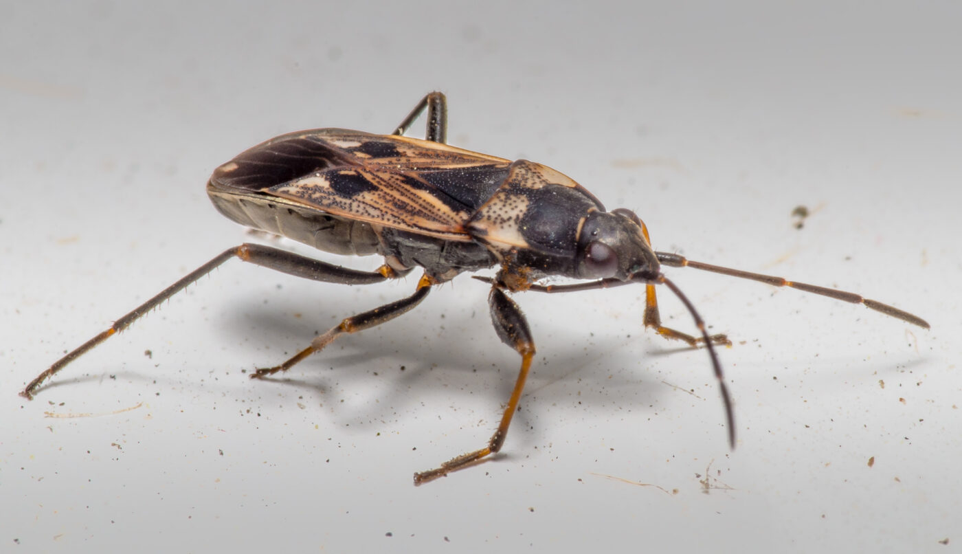 2020-02-17 - RE-Sidenzia auf'm BallKong