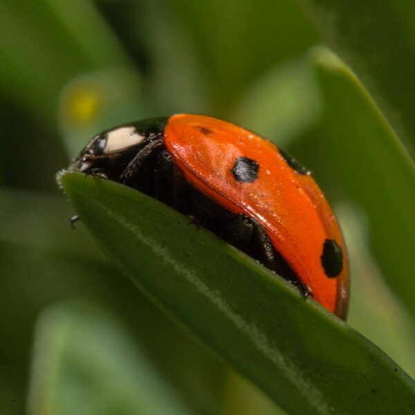 2020-02-17 - RE-Sidenzia auf'm BallKong