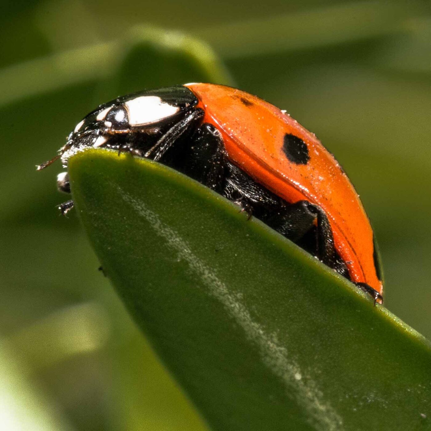 2020-02-17 - RE-Sidenzia auf'm BallKong