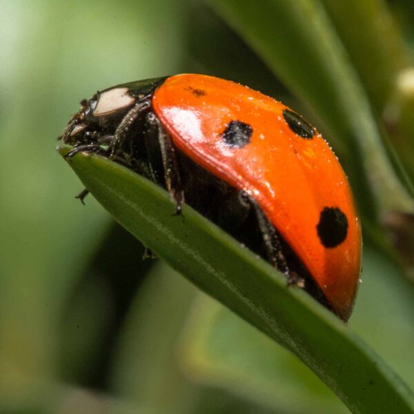 2020-02-17 - RE-Sidenzia auf'm BallKong