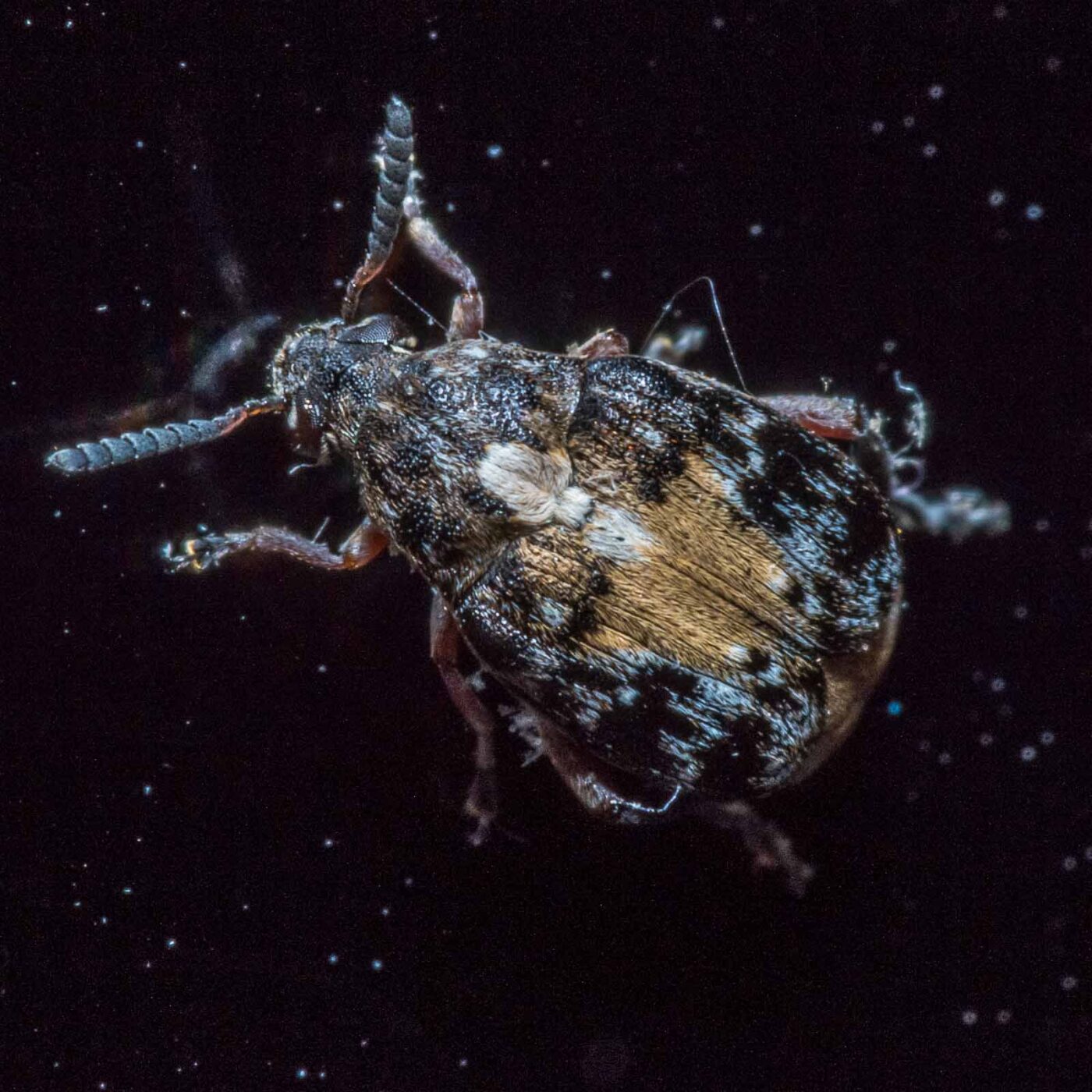 2020-03-19 - Residenzia - HolyHalla - Asiatischer Gleditschien-Samenkäfer