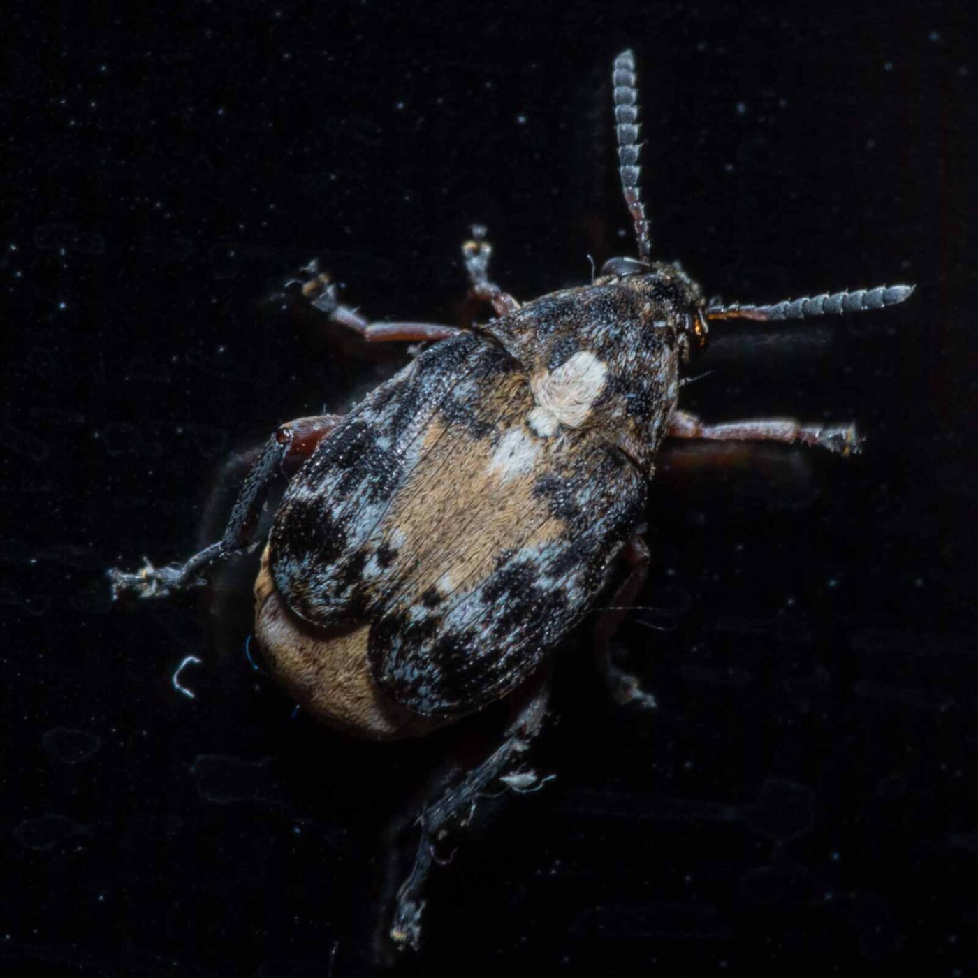 2020-03-19 - Residenzia - HolyHalla - Asiatischer Gleditschien-Samenkäfer