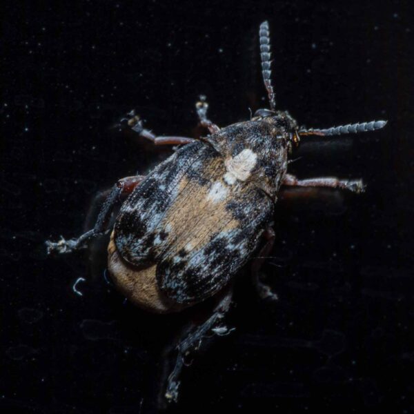 2020-03-19 - Residenzia - HolyHalla - Asiatischer Gleditschien-Samenkäfer