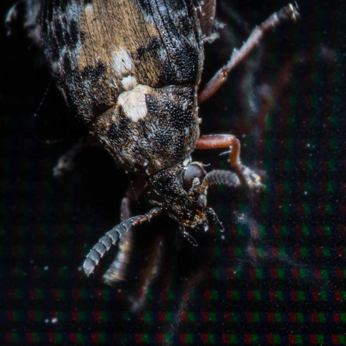 2020-03-19 - Residenzia - HolyHalla - Asiatischer Gleditschien-Samenkäfer