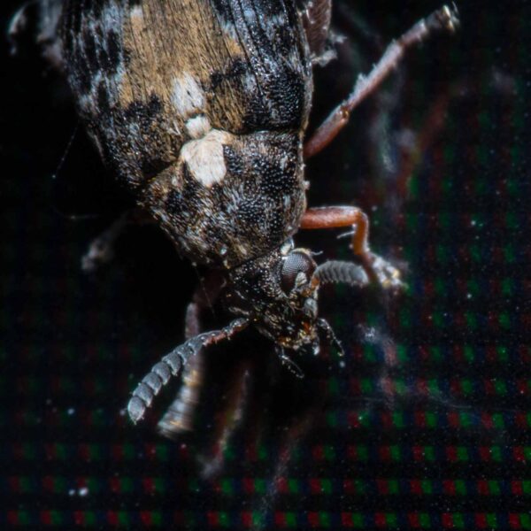 2020-03-19 - Residenzia - HolyHalla - Asiatischer Gleditschien-Samenkäfer