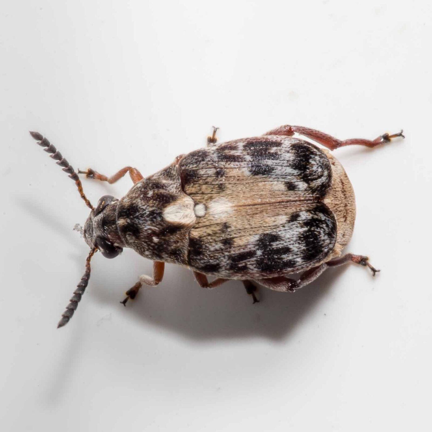 2020-03-19 - Residenzia - HolyHalla - Asiatischer Gleditschien-Samenkäfer