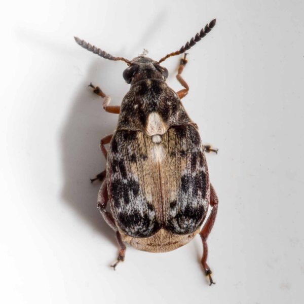 2020-03-19 - Residenzia - HolyHalla - Asiatischer Gleditschien-Samenkäfer