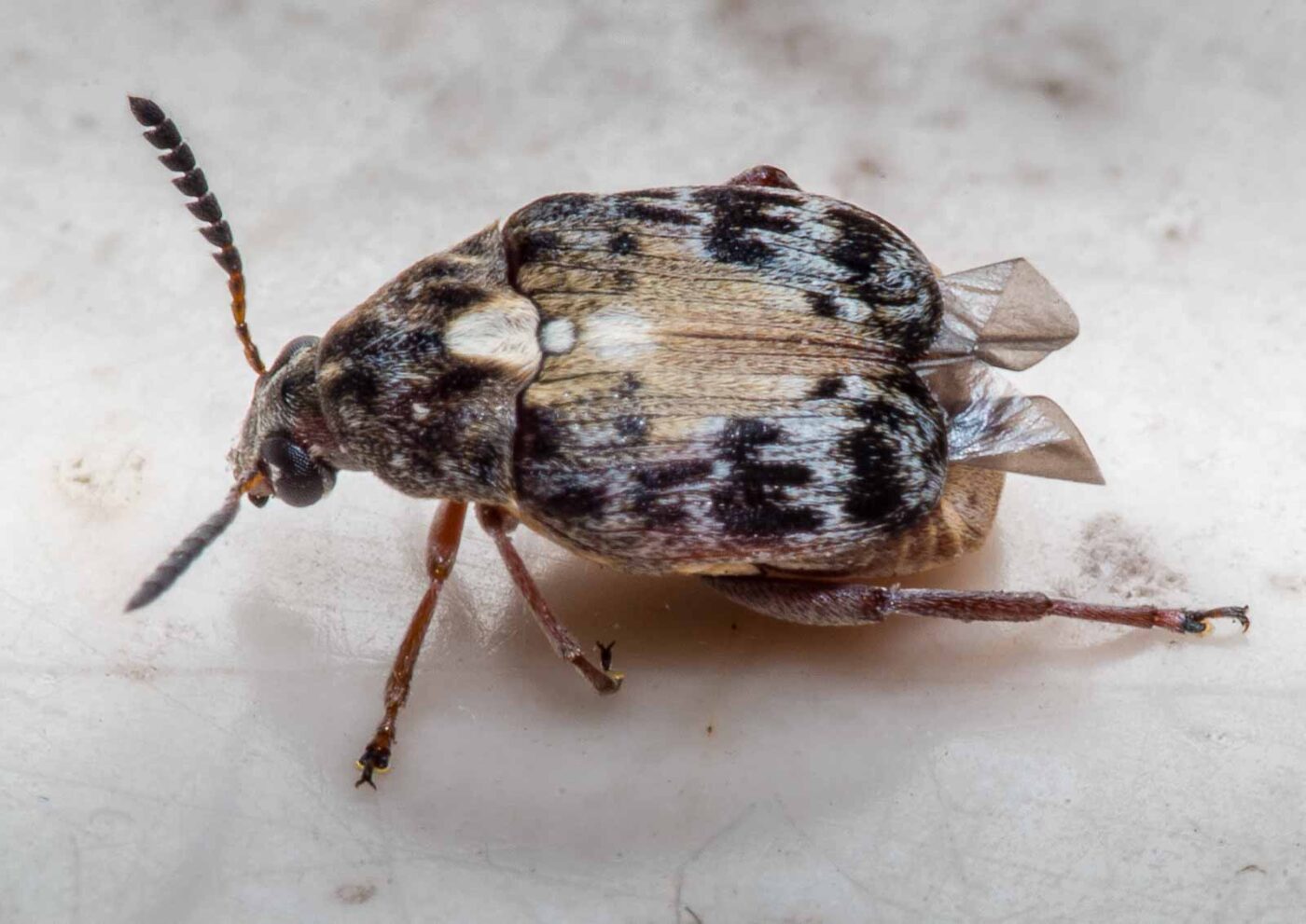 2020-03-19 - Residenzia - HolyHalla - Asiatischer Gleditschien-Samenkäfer