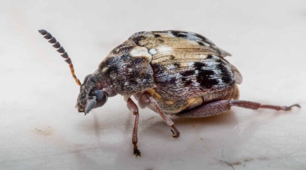 2020-03-19 - Residenzia - HolyHalla - Asiatischer Gleditschien-Samenkäfer