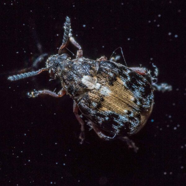 2020-03-19 - Residenzia - HolyHalla - Asiatischer Gleditschien-Samenkäfer