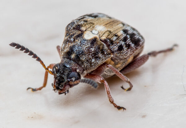 2020-03-19 - Residenzia - HolyHalla - Asiatischer Gleditschien-Samenkäfer