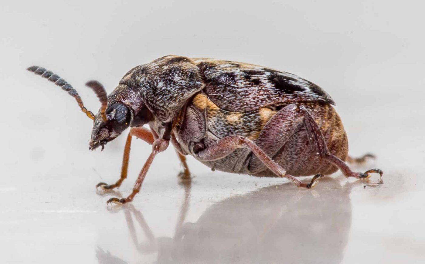 2020-03-19 - Residenzia - HolyHalla - Asiatischer Gleditschien-Samenkäfer