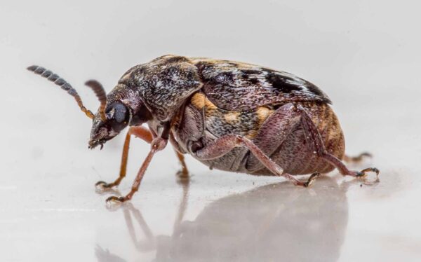 2020-03-19 - Residenzia - HolyHalla - Asiatischer Gleditschien-Samenkäfer