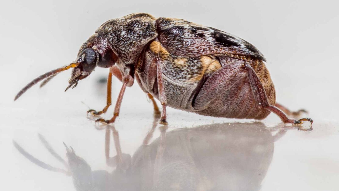 2020-03-19 - Residenzia - HolyHalla - Asiatischer Gleditschien-Samenkäfer