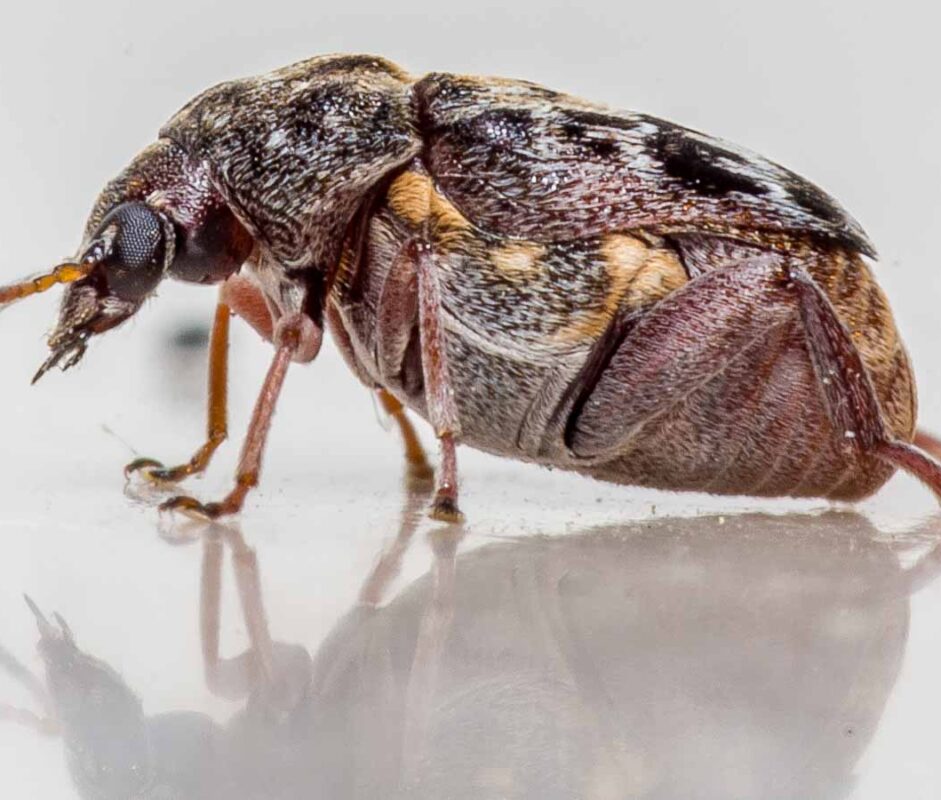 °asiatischer gleditschien-samenkäfer°