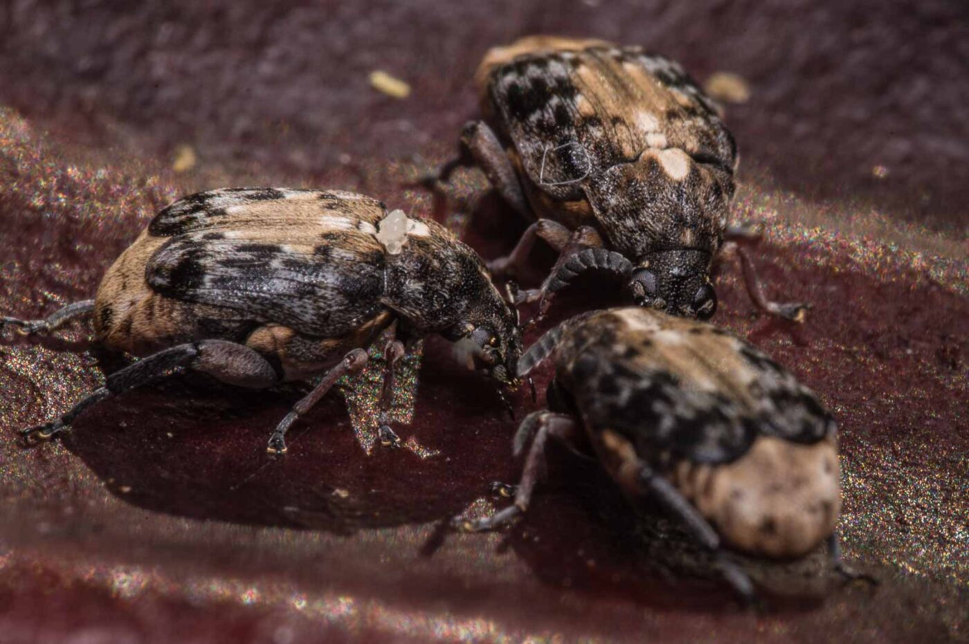 2020-03-26 - Residenzia - HolyHalla - Asiatischer Gleditschien-Samenkäfer