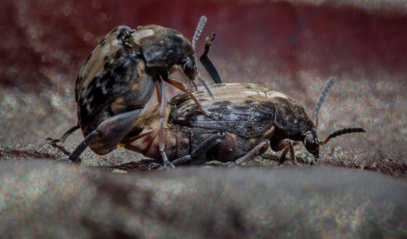 2020-03-26 - Residenzia - HolyHalla - Asiatischer Gleditschien-Samenkäfer