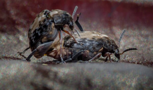 2020-03-26 - Residenzia - HolyHalla - Asiatischer Gleditschien-Samenkäfer