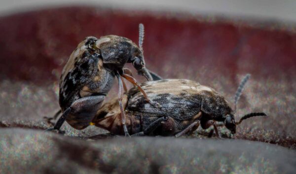 2020-03-26 - Residenzia - HolyHalla - Asiatischer Gleditschien-Samenkäfer