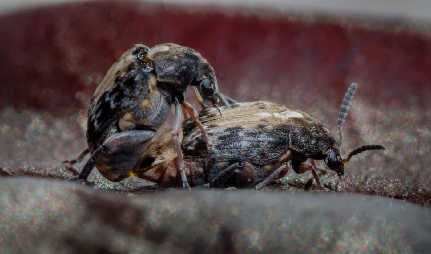 2020-03-26 - Residenzia - HolyHalla - Asiatischer Gleditschien-Samenkäfer