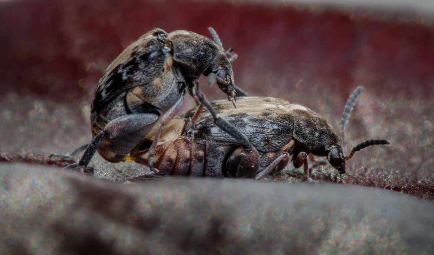 2020-03-26 - Residenzia - HolyHalla - Asiatischer Gleditschien-Samenkäfer