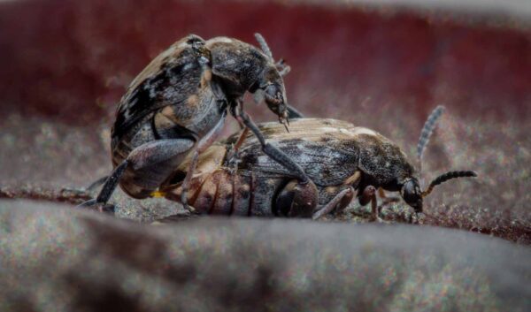 2020-03-26 - Residenzia - HolyHalla - Asiatischer Gleditschien-Samenkäfer