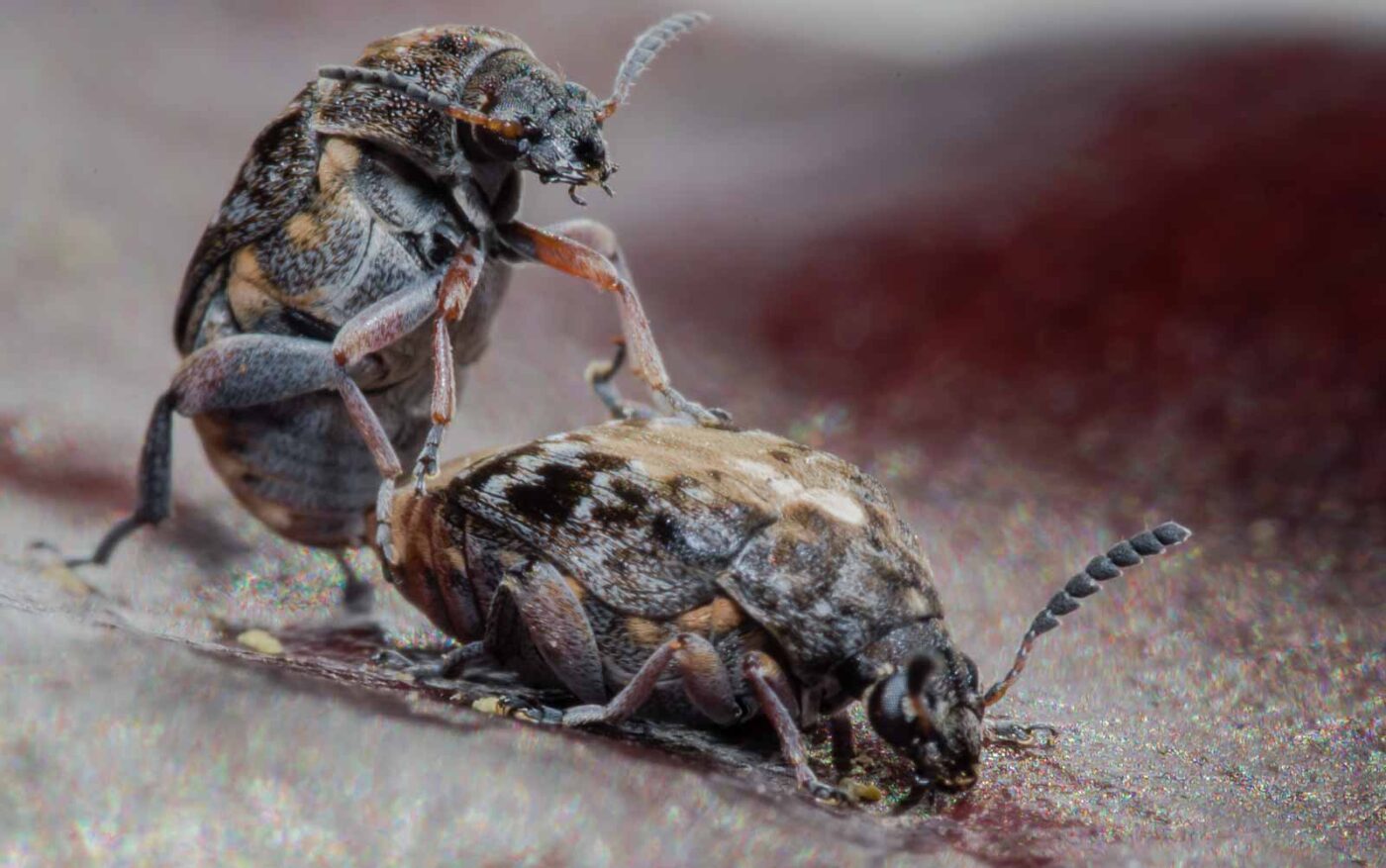 2020-03-26 - Residenzia - HolyHalla - Asiatischer Gleditschien-Samenkäfer