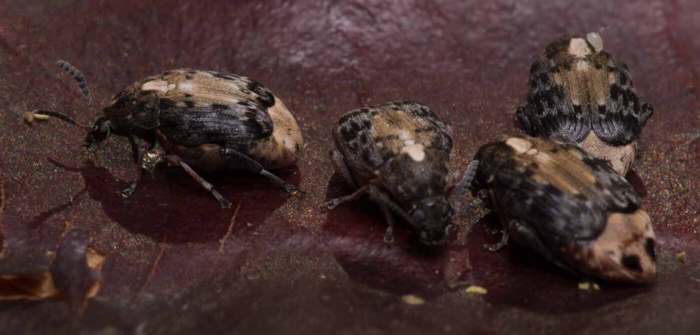 2020-03-26 - Residenzia - HolyHalla - Asiatischer Gleditschien-Samenkäfer