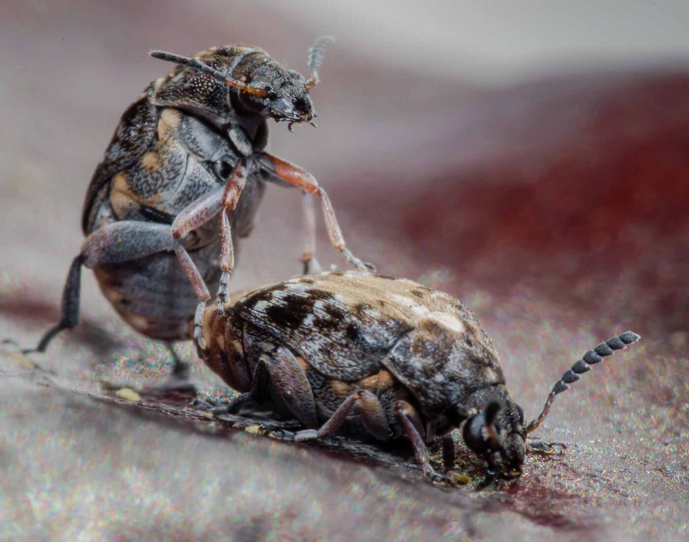 2020-03-26 - Residenzia - HolyHalla - Asiatischer Gleditschien-Samenkäfer