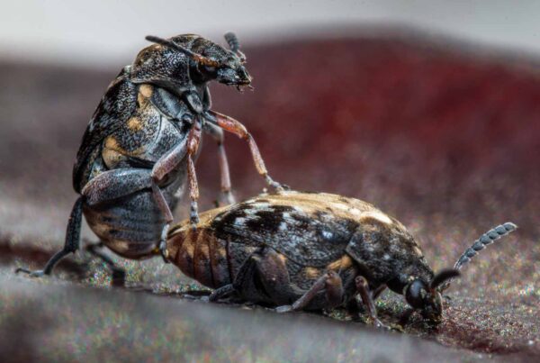 2020-03-26 - Residenzia - HolyHalla - Asiatischer Gleditschien-Samenkäfer