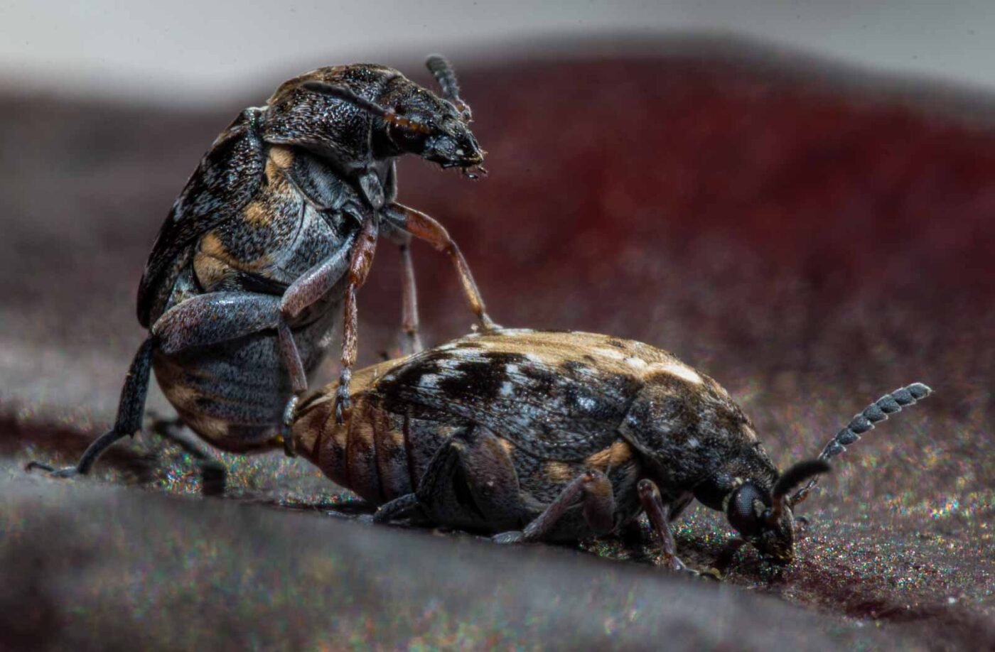 2020-03-26 - Residenzia - HolyHalla - Asiatischer Gleditschien-Samenkäfer