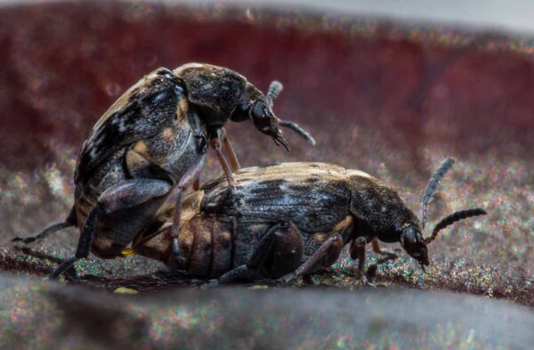 2020-03-26 - Residenzia - HolyHalla - Asiatischer Gleditschien-Samenkäfer