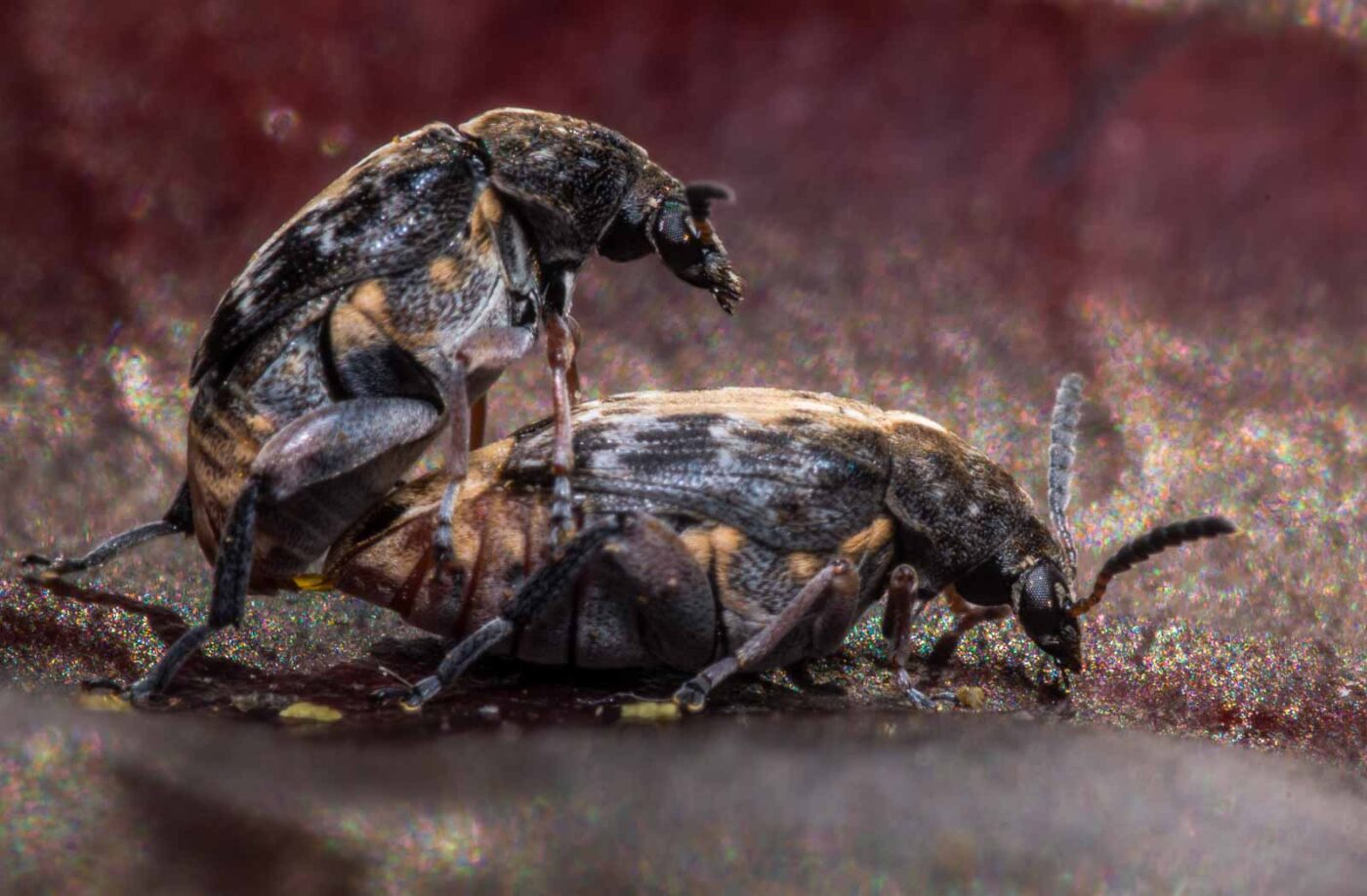 2020-03-26 - Residenzia - HolyHalla - Asiatischer Gleditschien-Samenkäfer