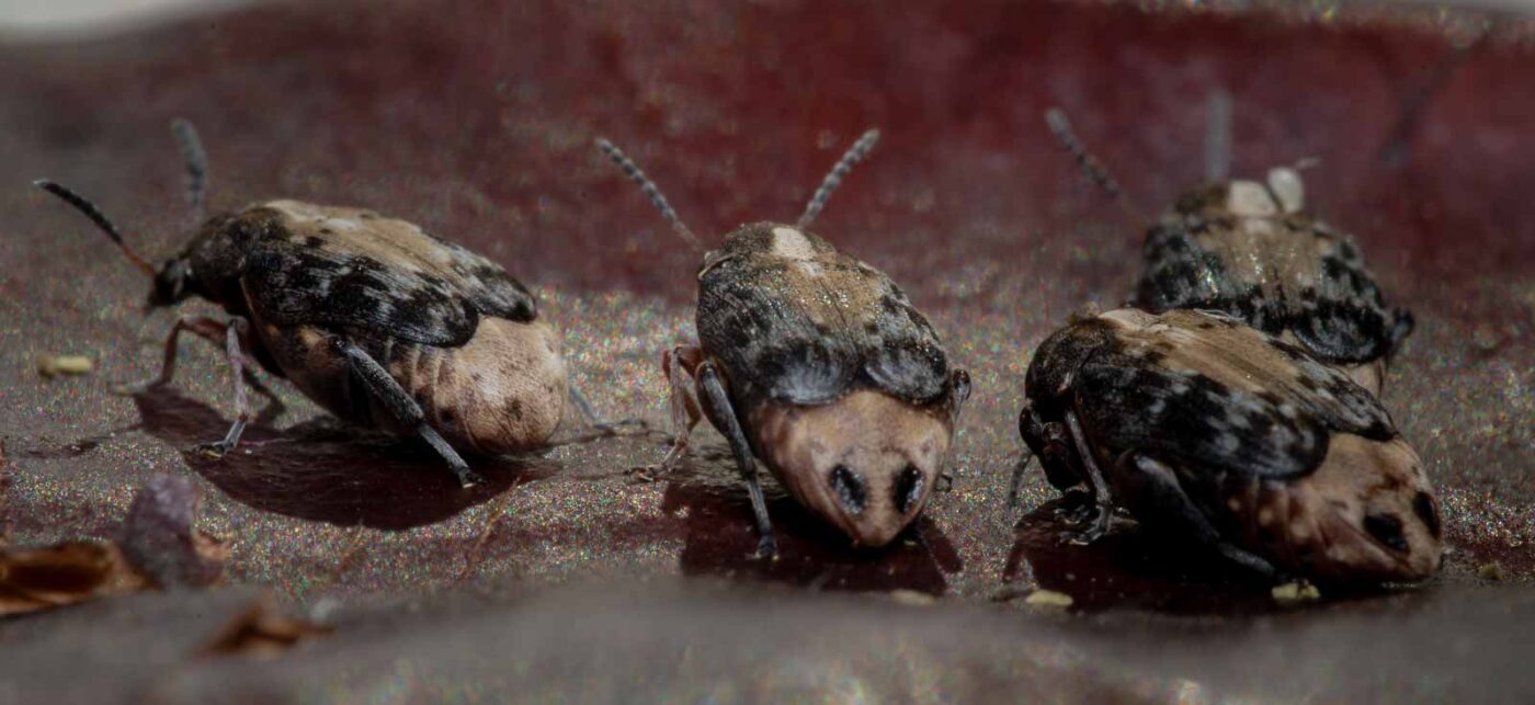 2020-03-26 - Residenzia - HolyHalla - Asiatischer Gleditschien-Samenkäfer