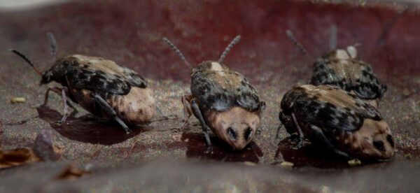 2020-03-26 - Residenzia - HolyHalla - Asiatischer Gleditschien-Samenkäfer