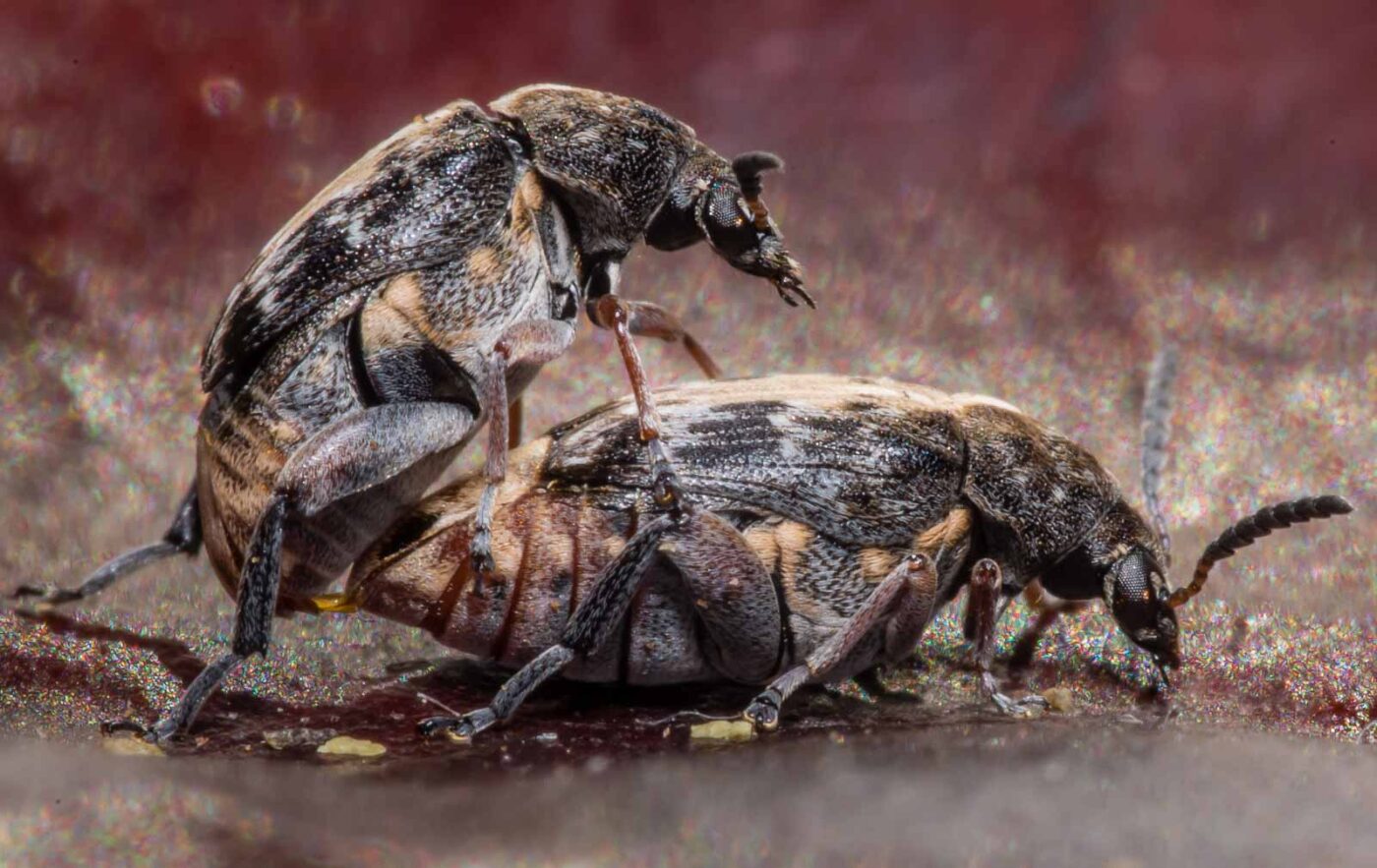 2020-03-26 - Residenzia - HolyHalla - Asiatischer Gleditschien-Samenkäfer