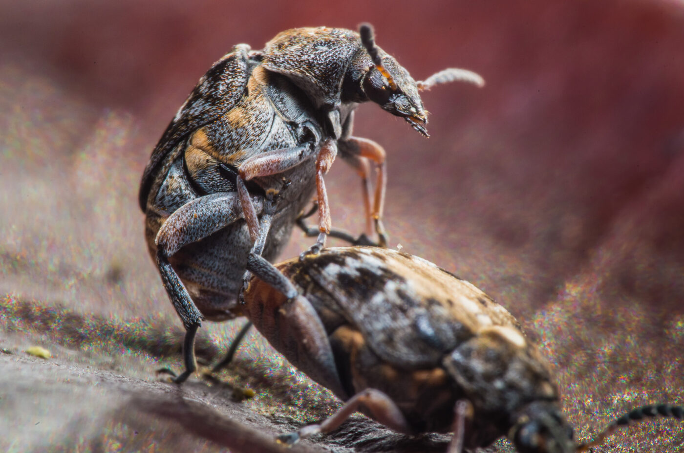 2020-03-26 - Residenzia - HolyHalla - Asiatischer Gleditschien-Samenkäfer