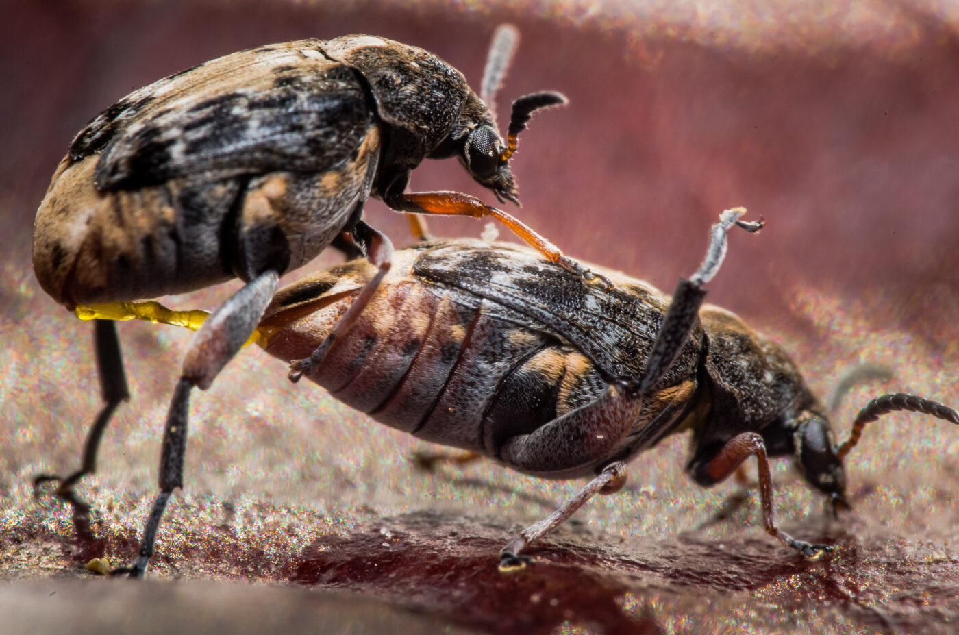 2020-03-26 - Residenzia - HolyHalla - Asiatischer Gleditschien-Samenkäfer