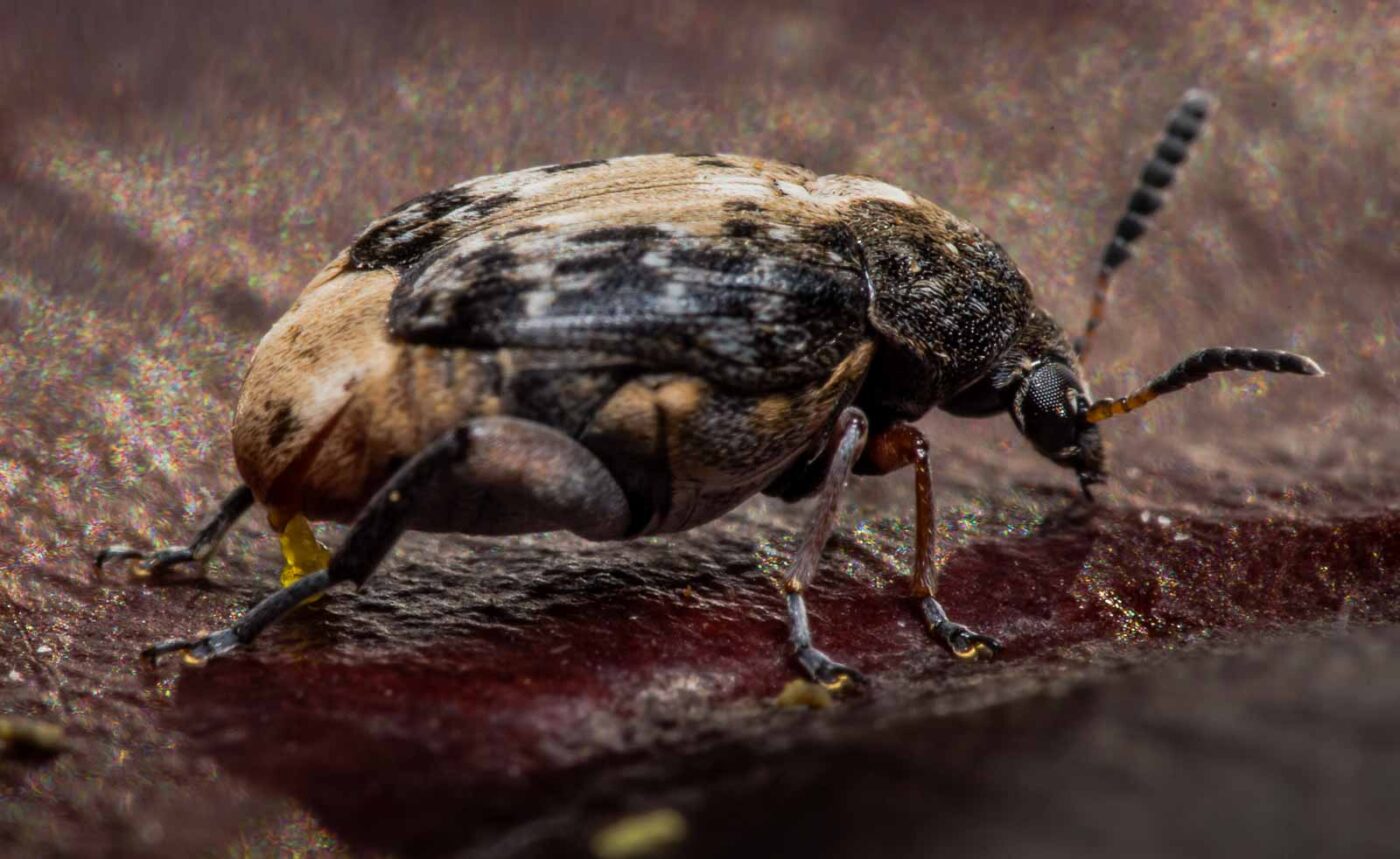 2020-03-26 - Residenzia - HolyHalla - Asiatischer Gleditschien-Samenkäfer