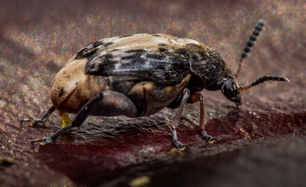 2020-03-26 - Residenzia - HolyHalla - Asiatischer Gleditschien-Samenkäfer