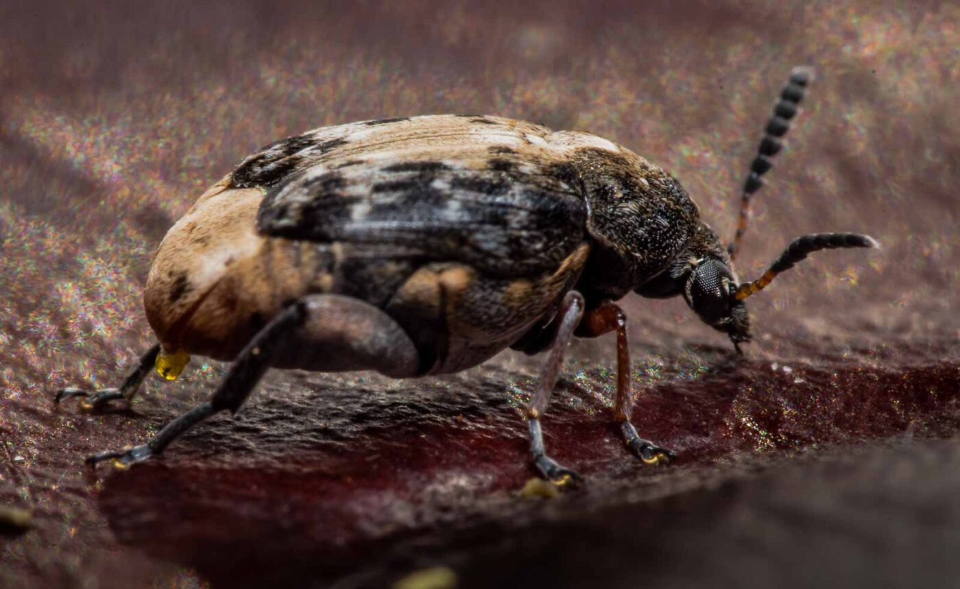 2020-03-26 - Residenzia - HolyHalla - Asiatischer Gleditschien-Samenkäfer