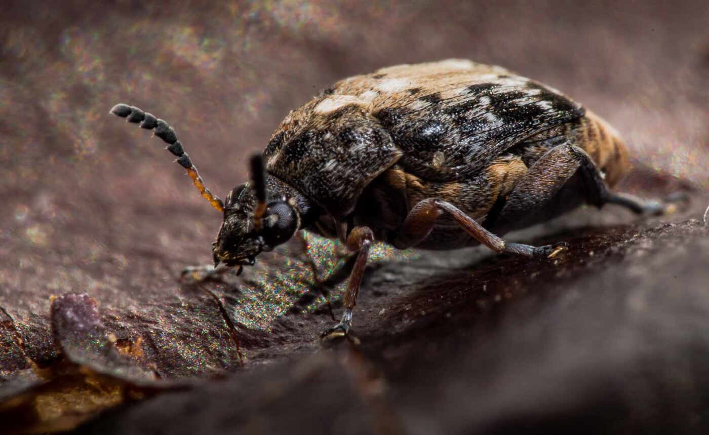 2020-03-26 - Residenzia - HolyHalla - Asiatischer Gleditschien-Samenkäfer