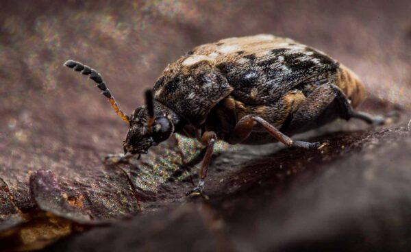 2020-03-26 - Residenzia - HolyHalla - Asiatischer Gleditschien-Samenkäfer