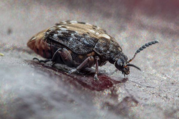 2020-03-26 - Residenzia - HolyHalla - Asiatischer Gleditschien-Samenkäfer