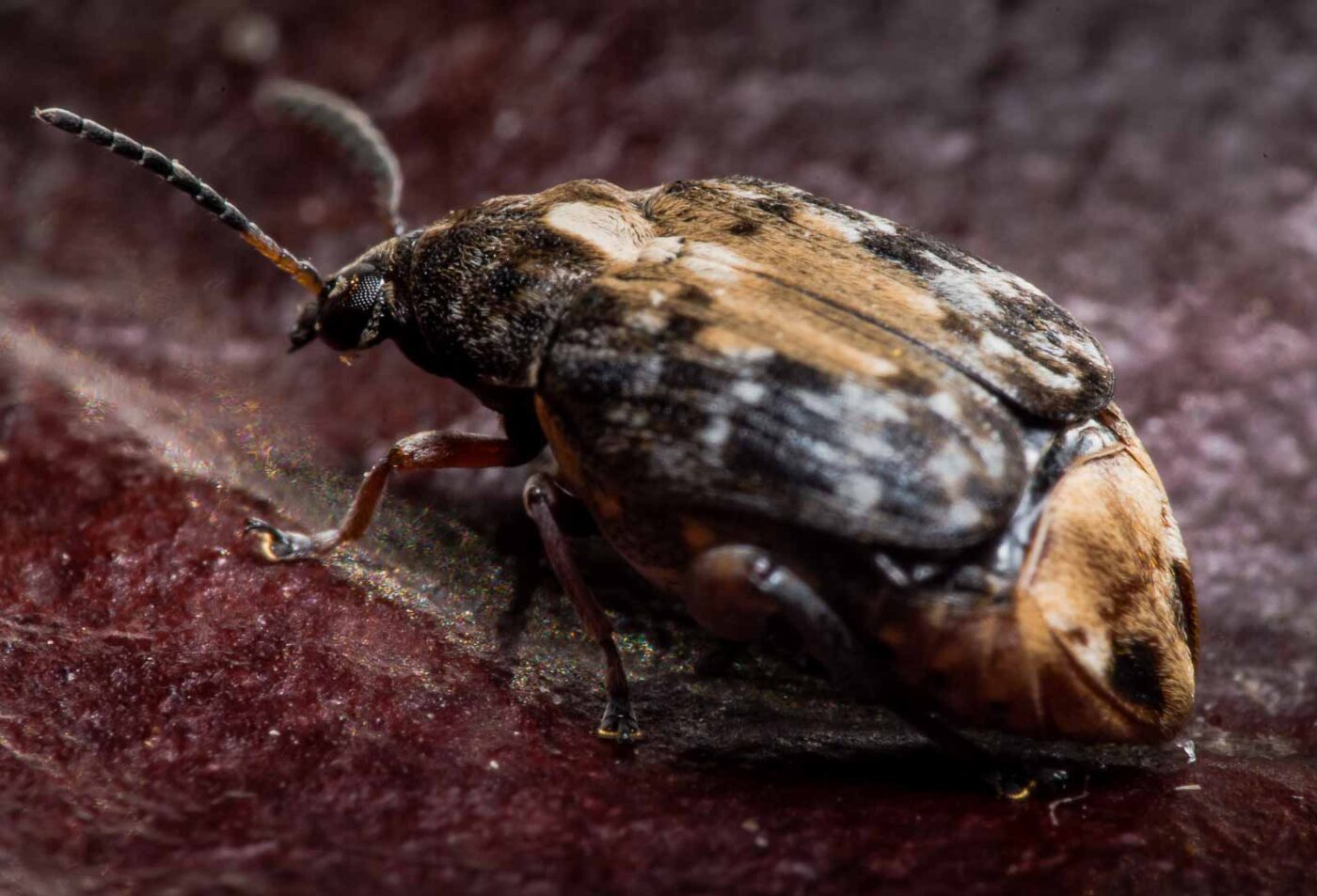 2020-03-26 - Residenzia - HolyHalla - Asiatischer Gleditschien-Samenkäfer