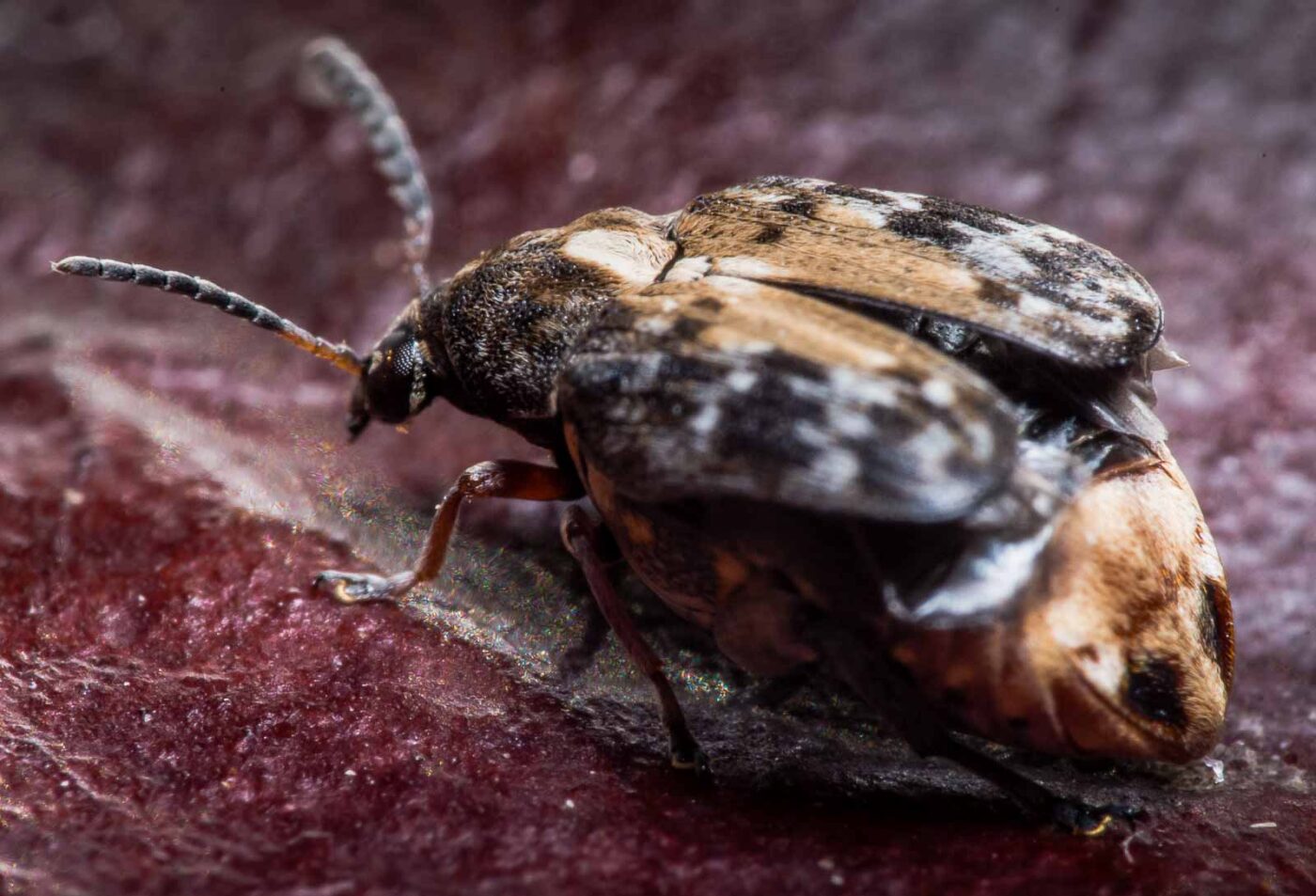 2020-03-26 - Residenzia - HolyHalla - Asiatischer Gleditschien-Samenkäfer