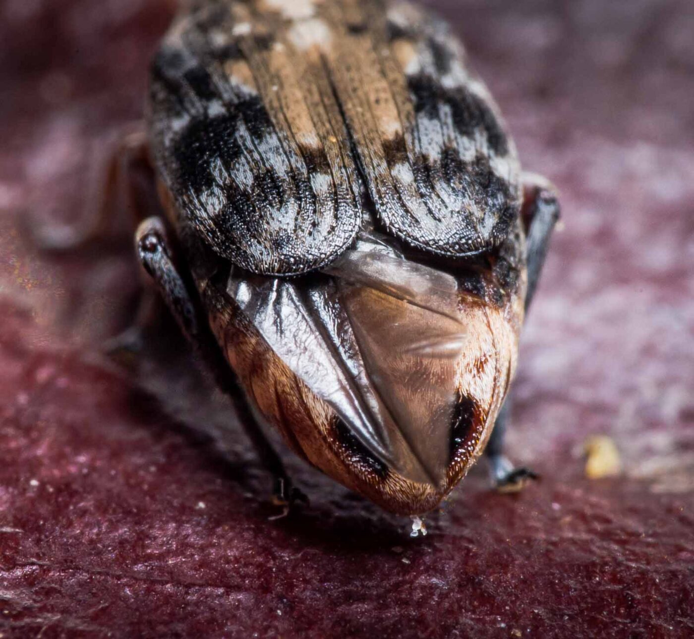 2020-03-26 - Residenzia - HolyHalla - Asiatischer Gleditschien-Samenkäfer