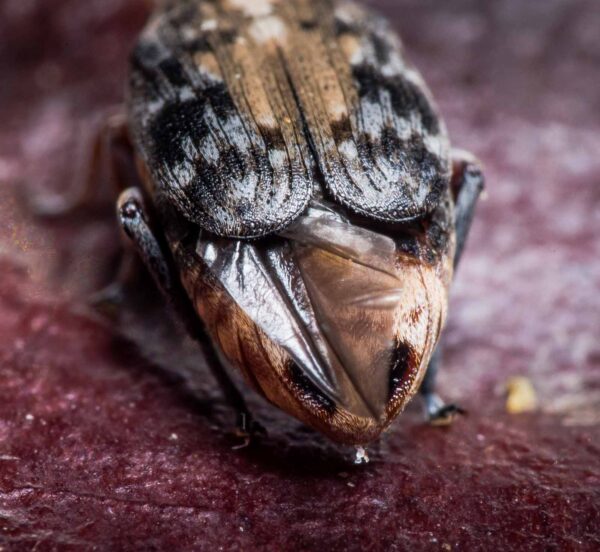 2020-03-26 - Residenzia - HolyHalla - Asiatischer Gleditschien-Samenkäfer