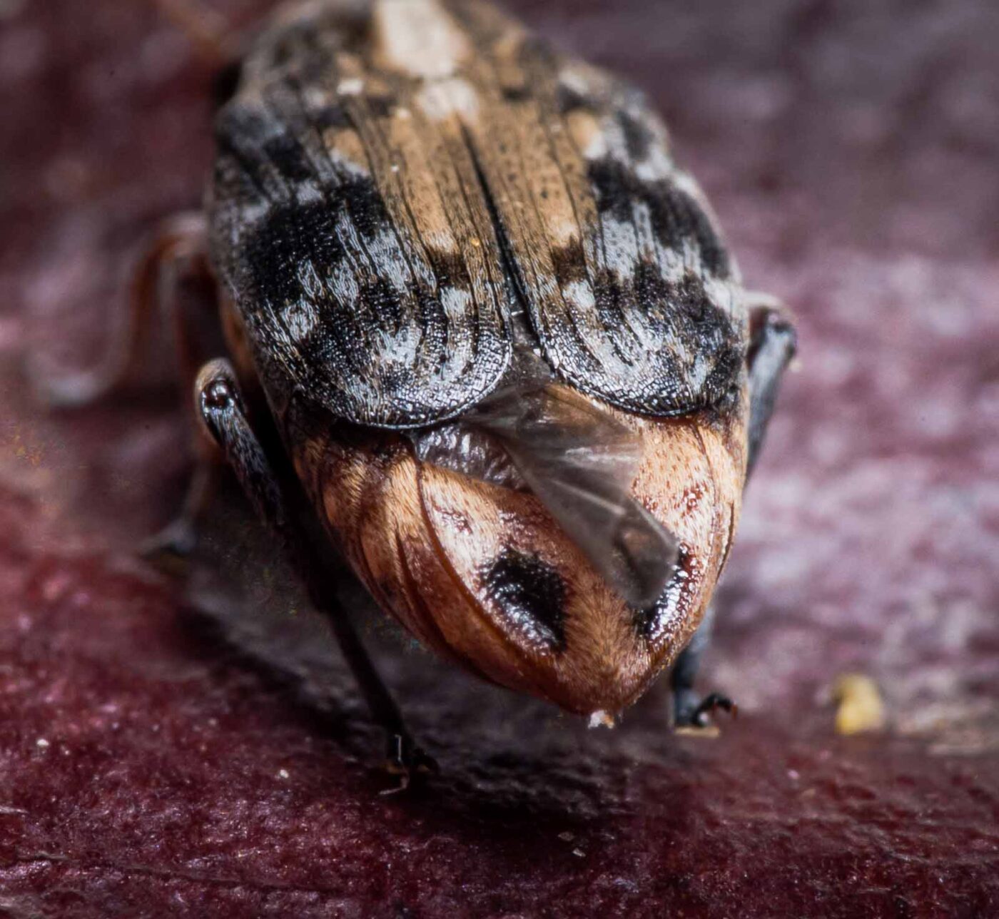 2020-03-26 - Residenzia - HolyHalla - Asiatischer Gleditschien-Samenkäfer