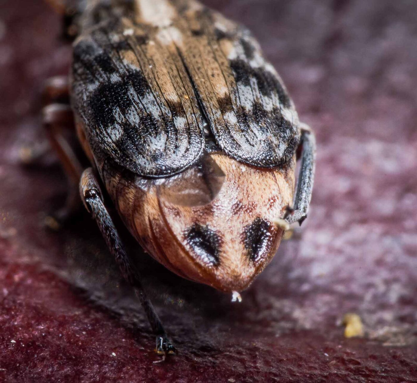 2020-03-26 - Residenzia - HolyHalla - Asiatischer Gleditschien-Samenkäfer